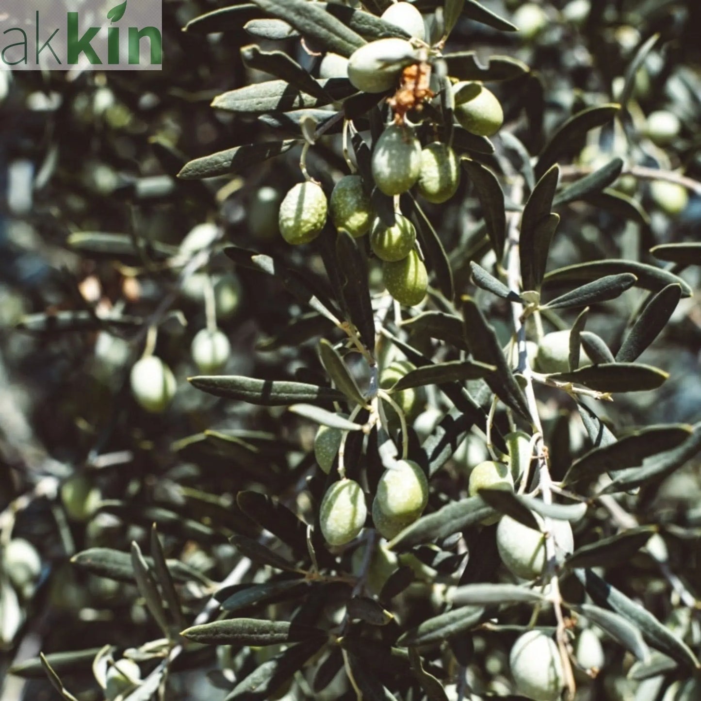 Established Olive Ball 55L (Olea Europeana) One Click Plants