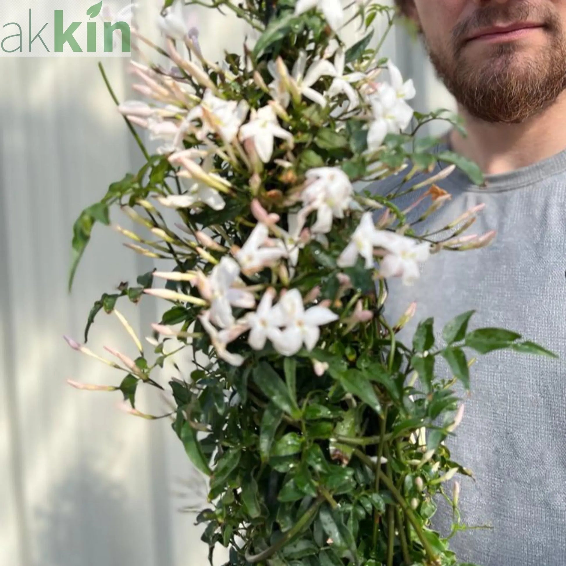 Jasmine polyanthum 2L One Click Plants