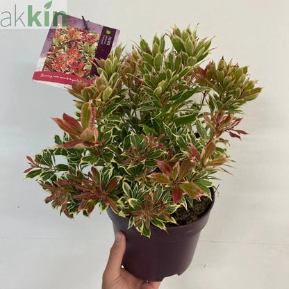 Pieris japonica Carnaval 1.5L One Click Plants
