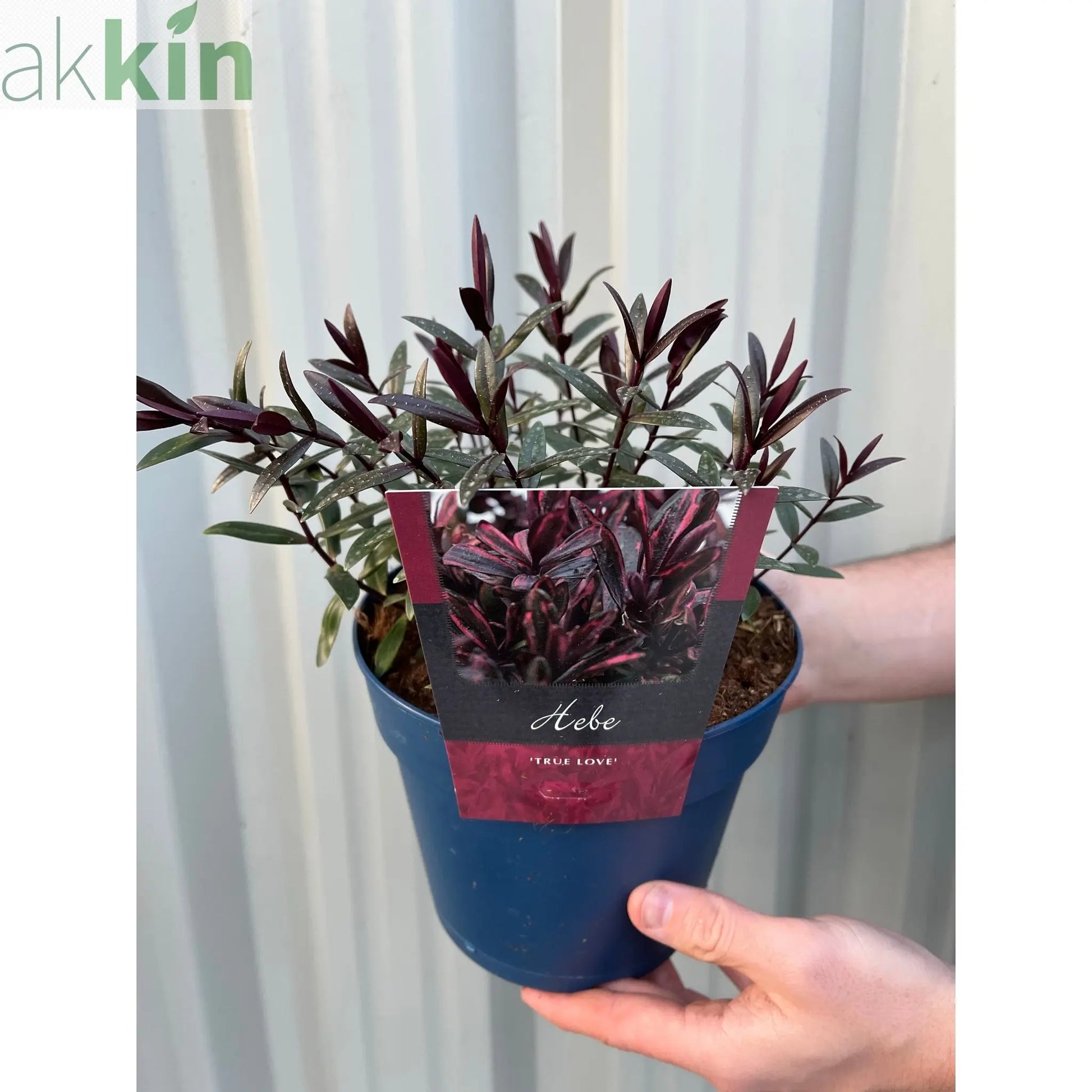 Hebe 'True Love' 2L One Click Plants
