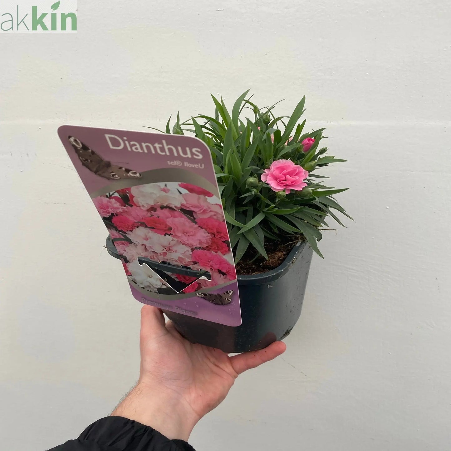 Dianthus - I Love You 10.5cm / 2L One Click Plants