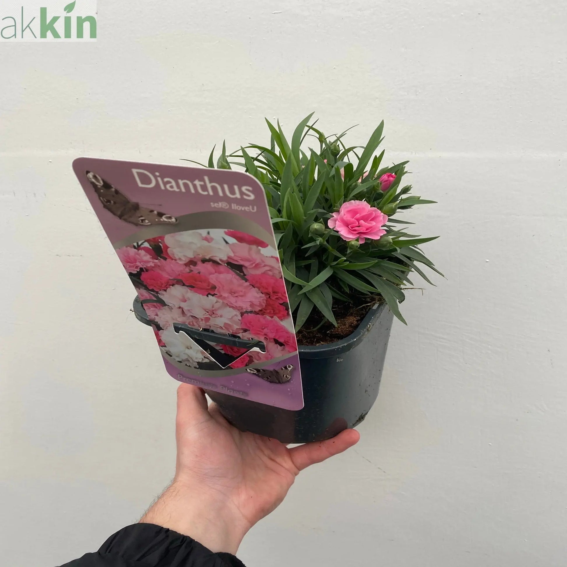Dianthus - I Love You 10.5cm / 2L One Click Plants