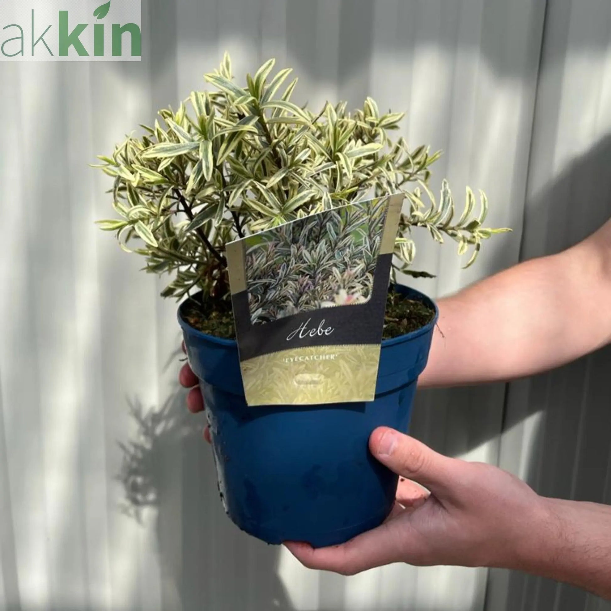 Hebe 'Eyecatcher' 2L One Click Plants