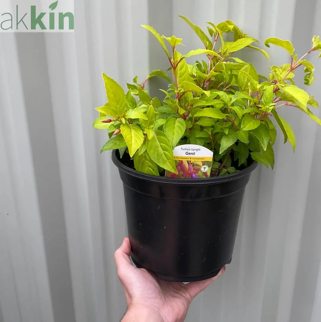 Hardy Fuchsia 'Genii' 9cm / 2L One Click Plants