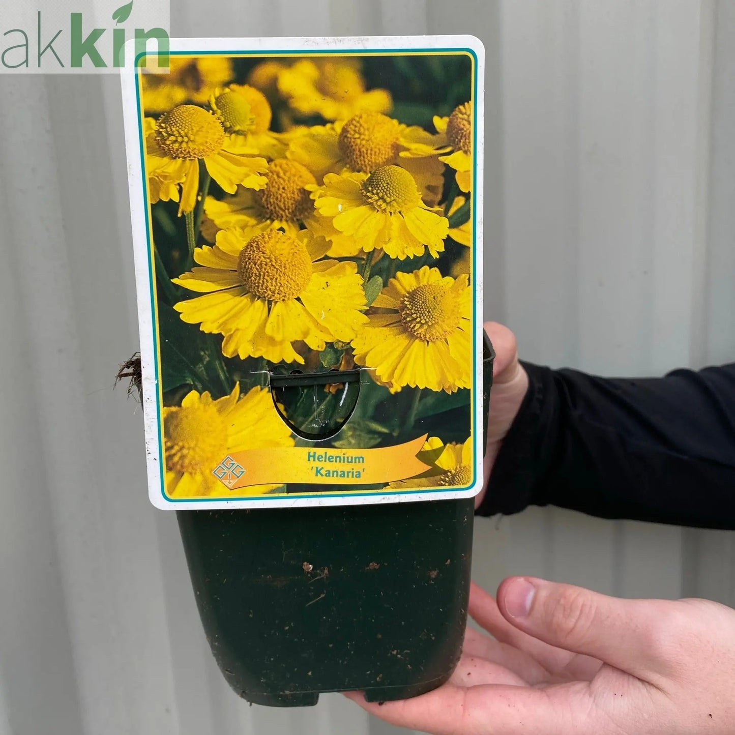 Helenium 'Kanaria' 1L One Click Plants