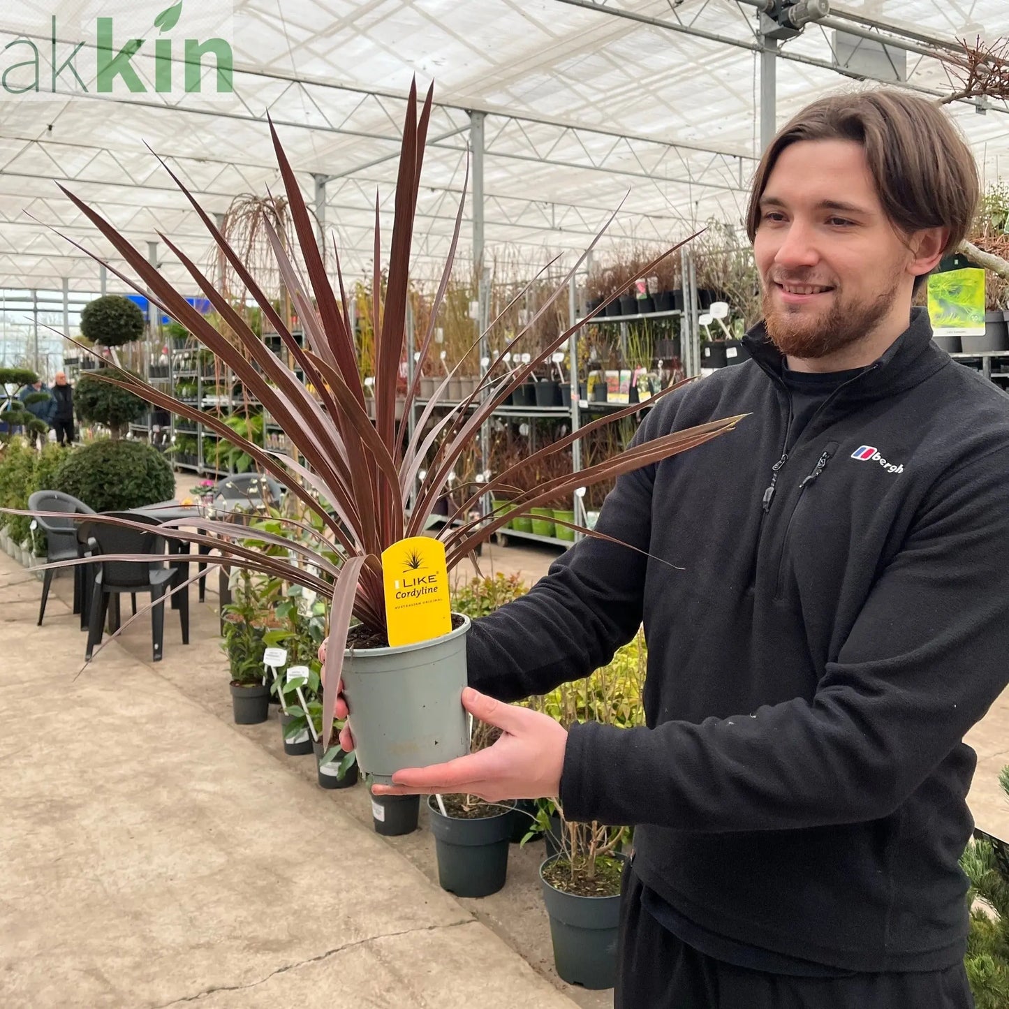 Cordyline australis 'Red Star' (3 sizes available) One Click Plants