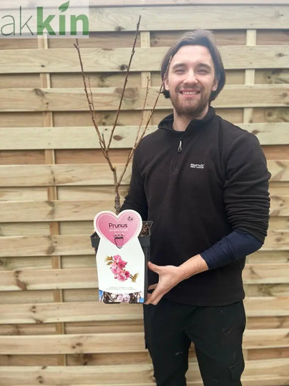 Ornamental Flowering Cherry Blossom Tree Dwarf - Prunus serrulata 'Kanzan' (2 Sizes Available) One Click Plants
