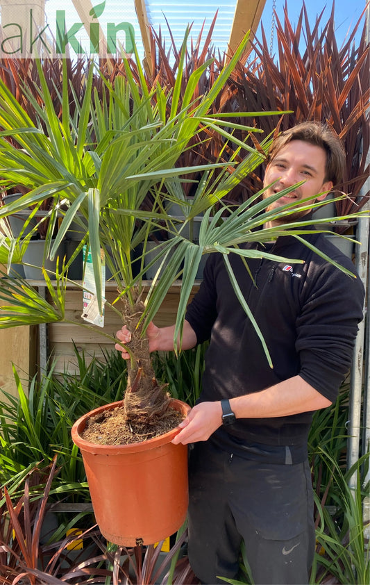 Trachycarpus Fortunei 3L / 7L / 12L One Click Plants