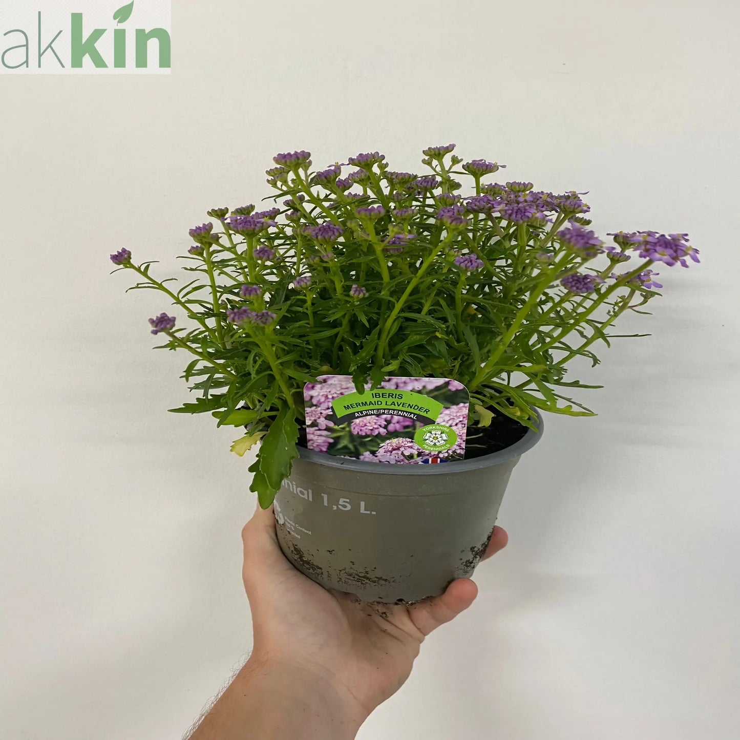 Iberis 'Mermaid Lavender' 9cm/1.5L One Click Plants