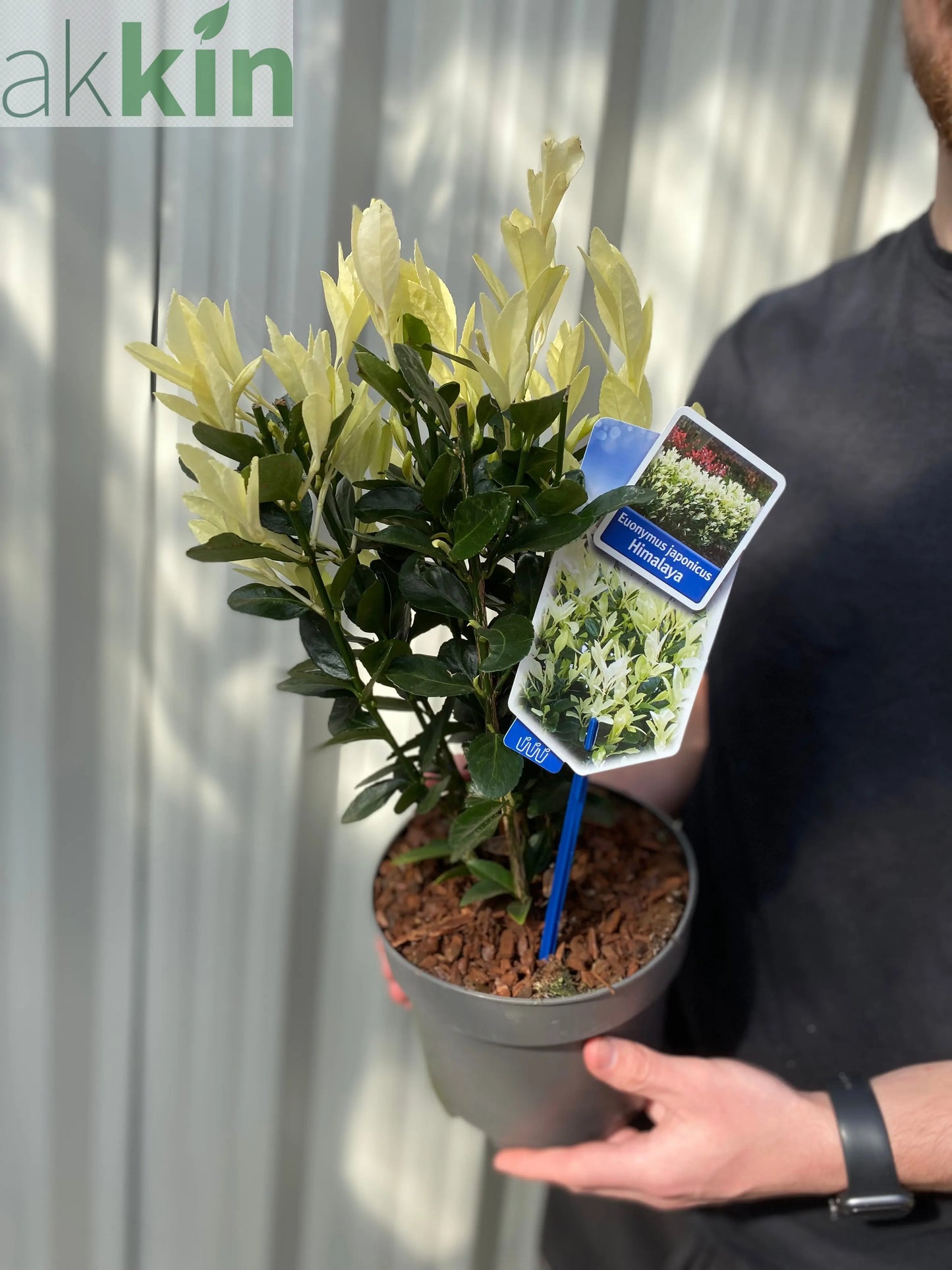 Euonymus japonica 'Himalaya' 9cm/2L/5L One Click Plants