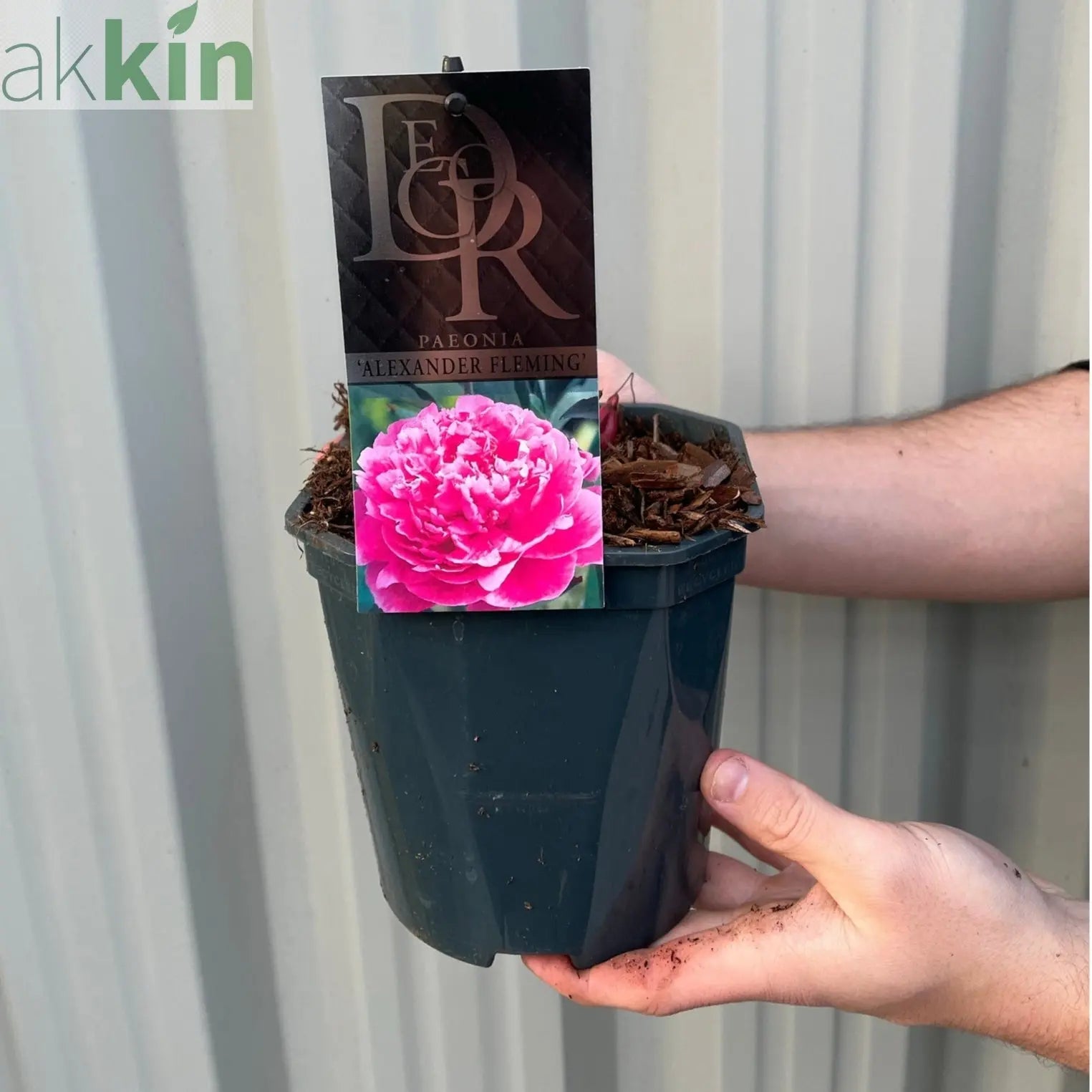 Peony 'Alexander Fleming' 1L One Click Plants