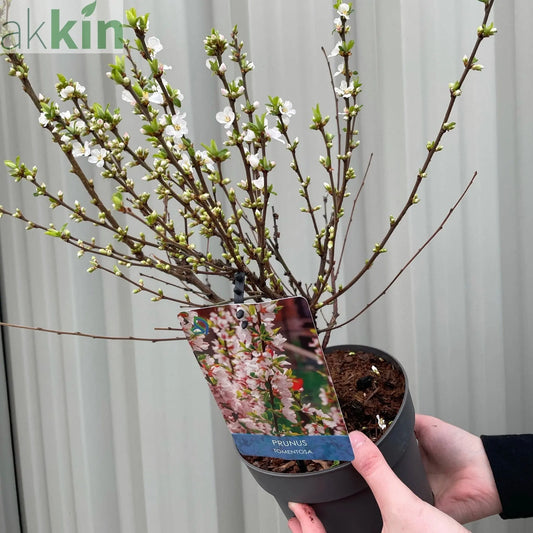 Prunus Ornamental Flowering Cherry Blossom Shrub - Tomentosa One Click Plants