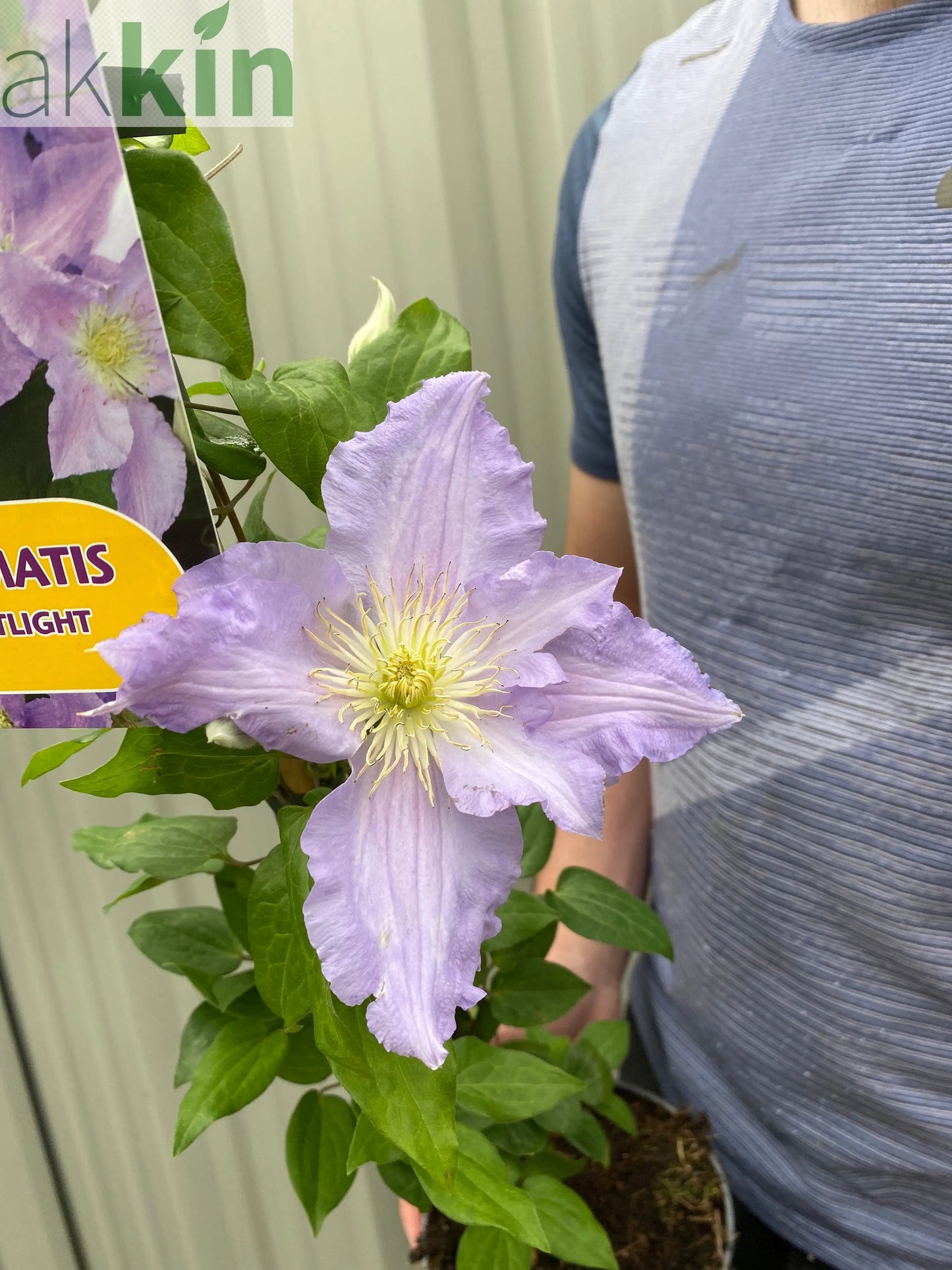 Clematis 'Spotlight' 90-95cm One Click Plants