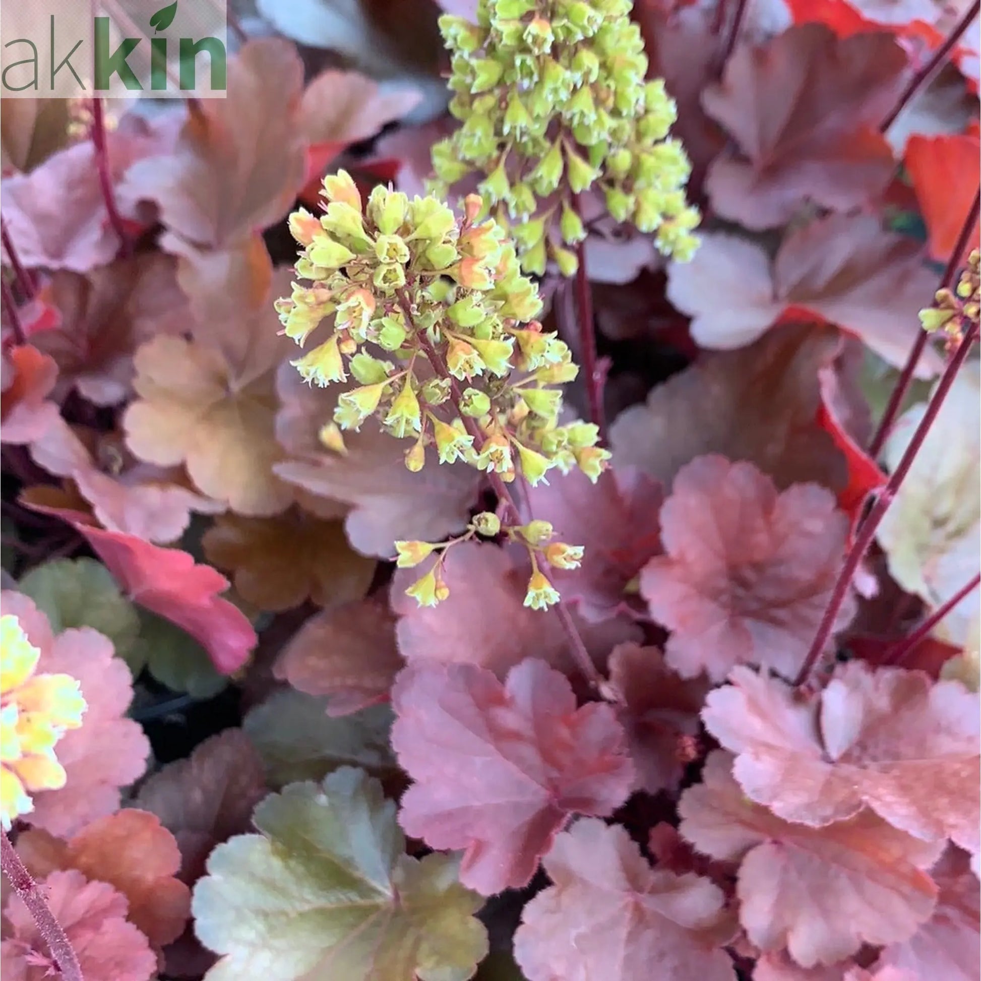 Heuchera 'Blondie' 2L One Click Plants