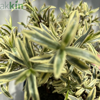 Hebe 'Eyecatcher' 2L One Click Plants