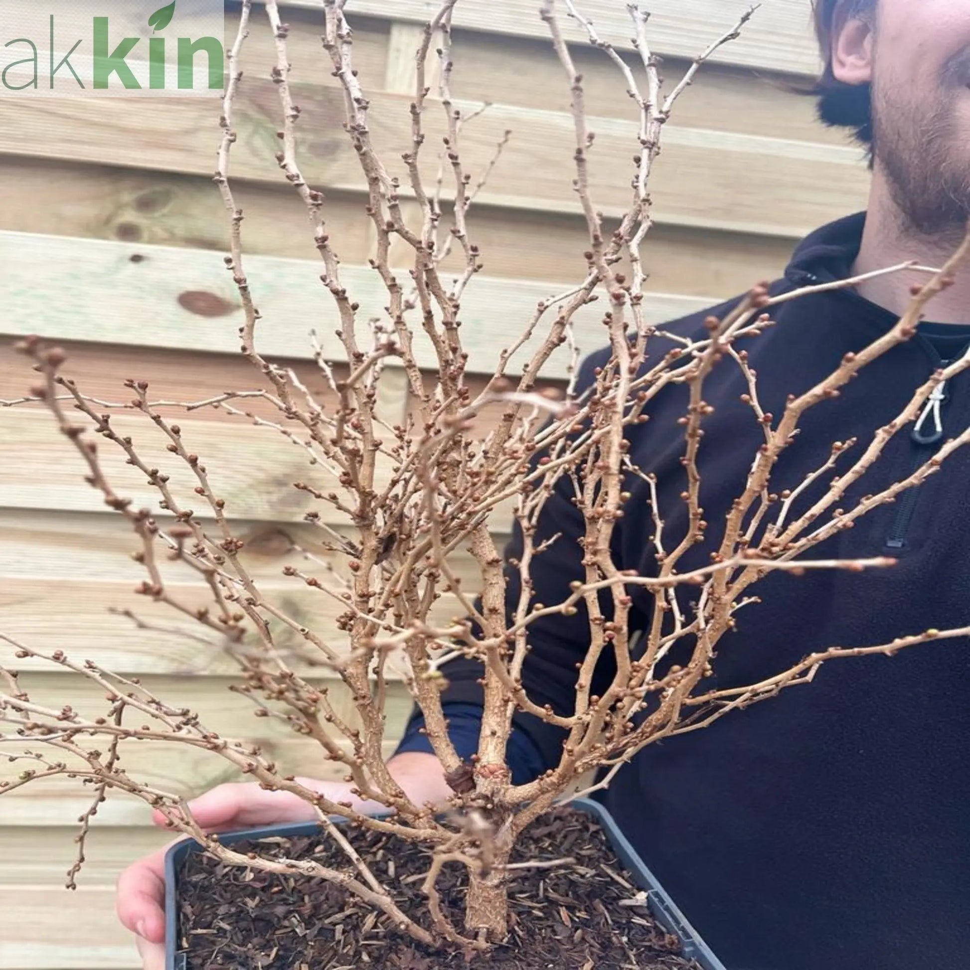 Prunus Ornamental Flowering Cherry Blossom Shrub - Incisa 'KOJOU-NO-MAI' 9cm / 2L / 4L One Click Plants