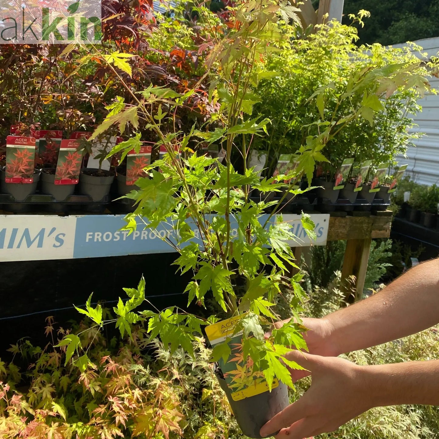 Acer palmatum 'Orange Dream' 10.5cm / 2L / 3L / 10L One Click Plants
