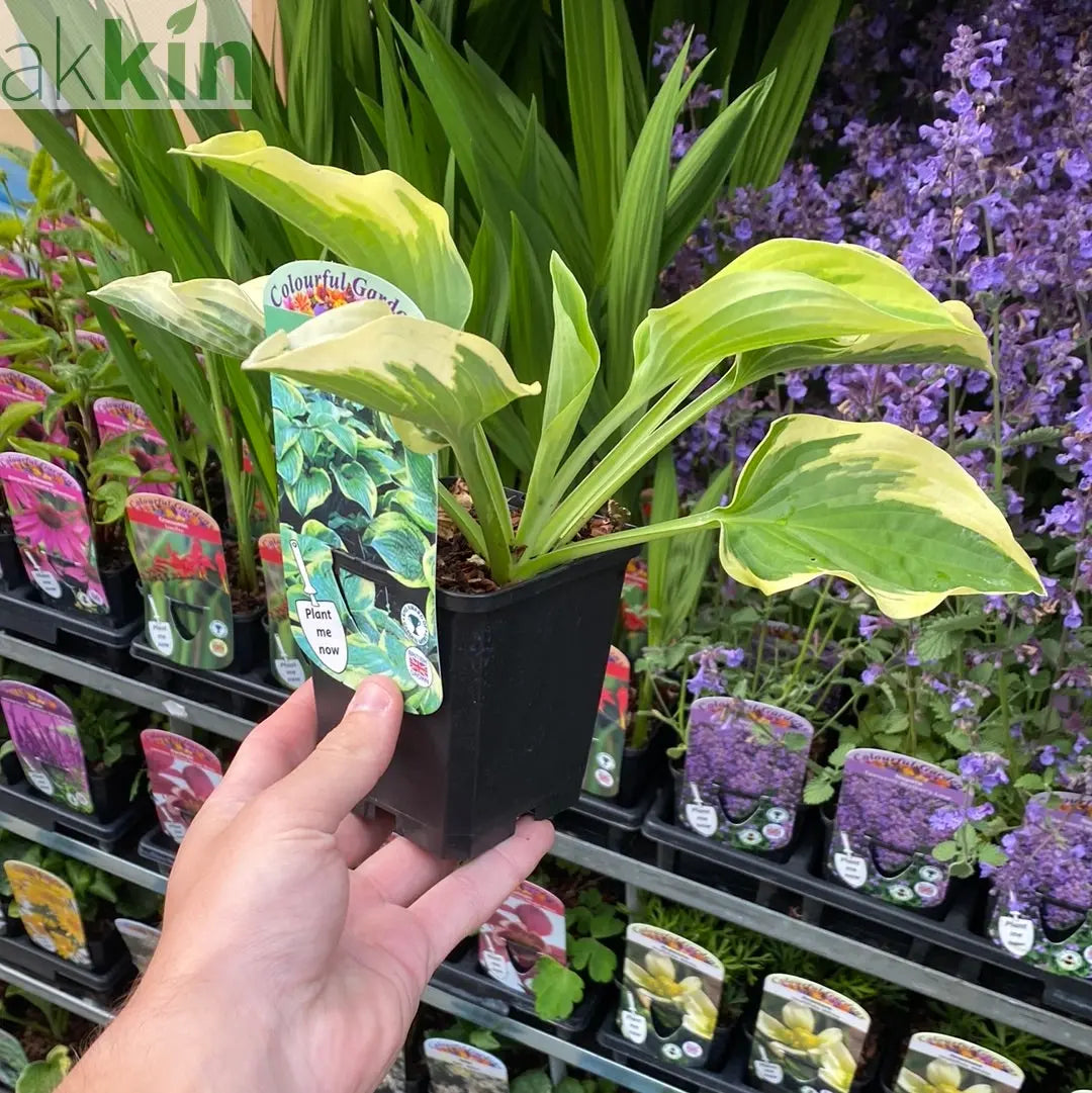 Hosta 'Wide Brim' 9cm/2L One Click Plants