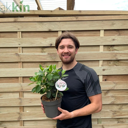 Viburnum tinus 2L / 5L One Click Plants