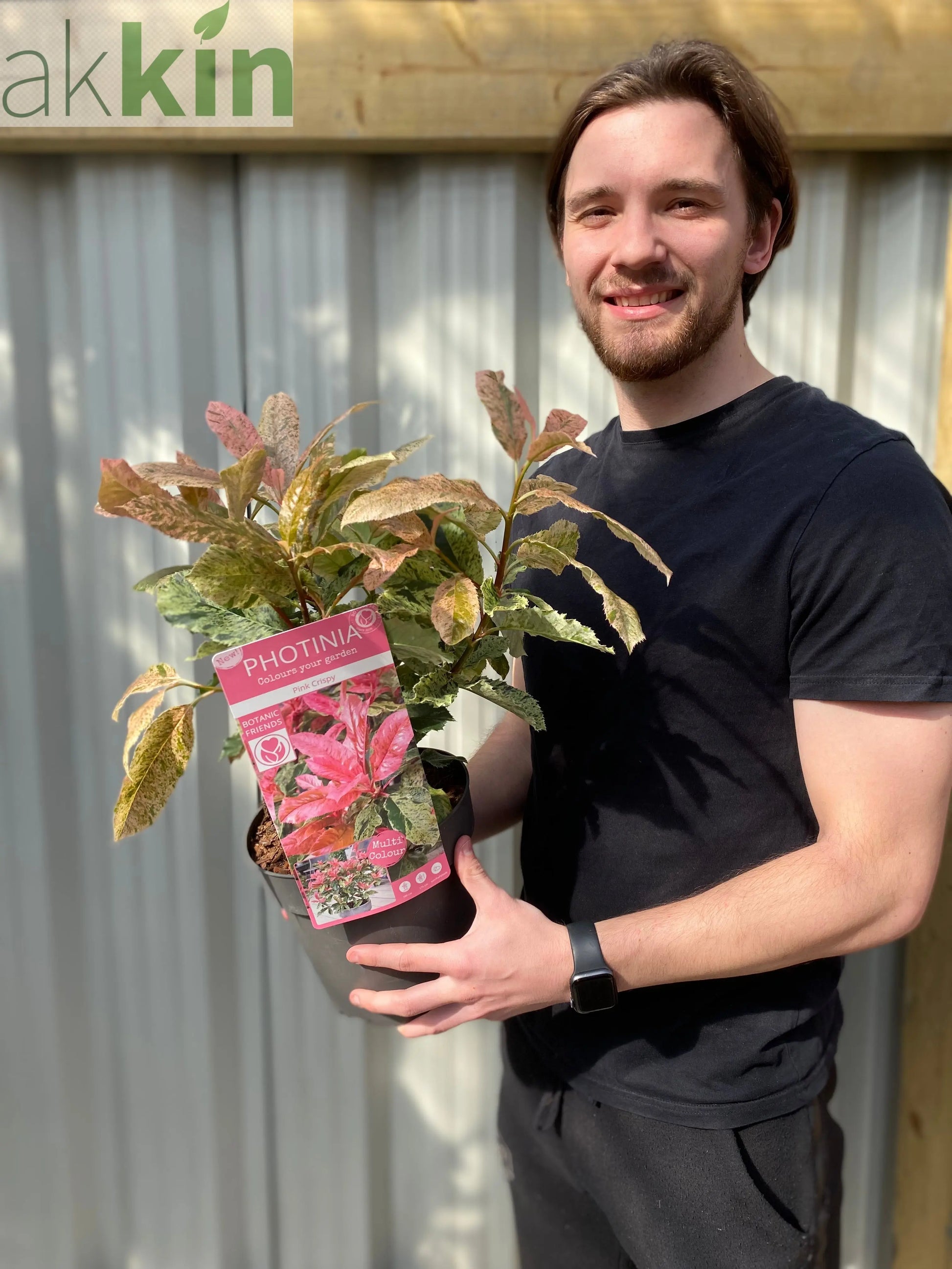 Photinia serratifolia 'Pink Crispy' 3L (Multibuy Offers Available) One Click Plants