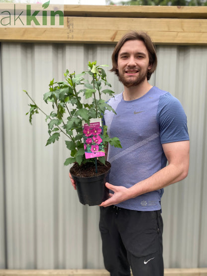 Hibiscus syriacus 'Woodbridge' 1.5L One Click Plants