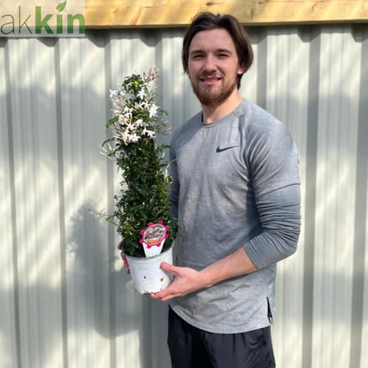 Jasmine polyanthum 2L One Click Plants