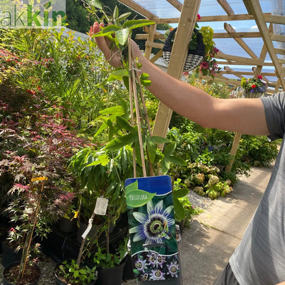 Passion flower Climber | Passiflora caerulear | 60-70cm One Click Plants