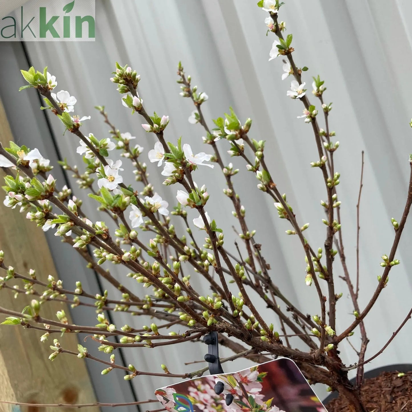 Prunus Ornamental Flowering Cherry Blossom Shrub - Tomentosa One Click Plants