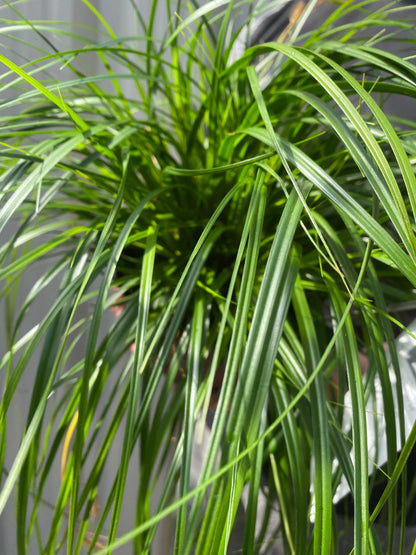 Carex oshimensis 'Intense Green' 2L One Click Plants