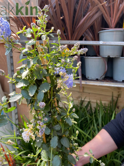 Ceanothus repens Pyramid 60-70cm One Click Plants