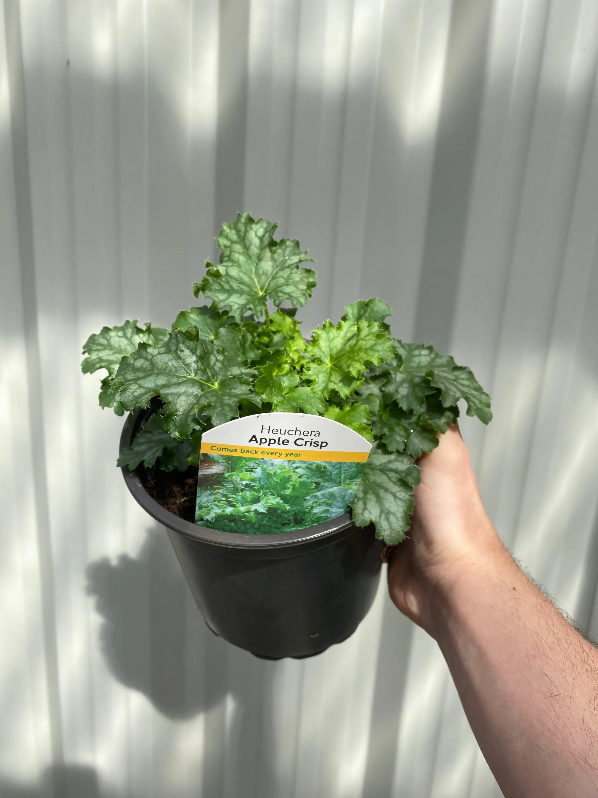 Heuchera 'Apple Crisp' 2L One Click Plants