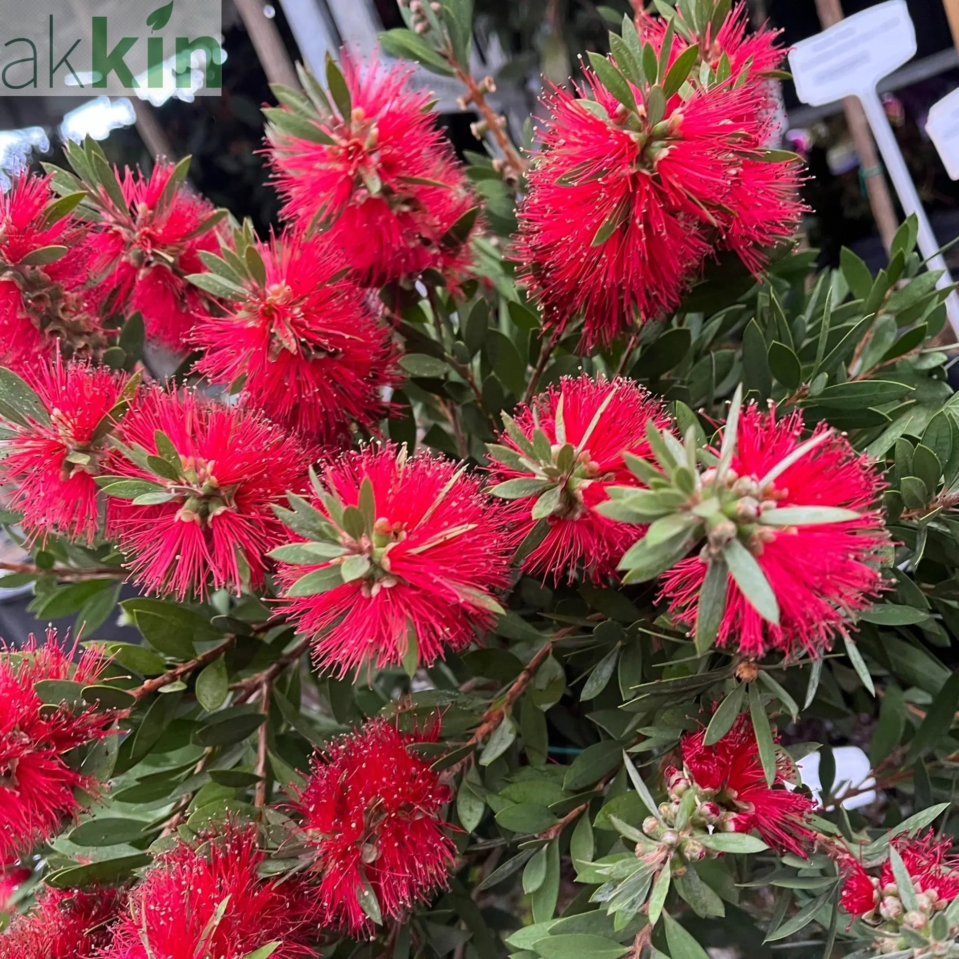 Standard Callistemon - Bottle Brush (70-80cm) One Click Plants