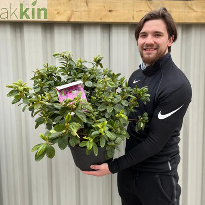 Azalea 'Koningstein' 10L One Click Plants