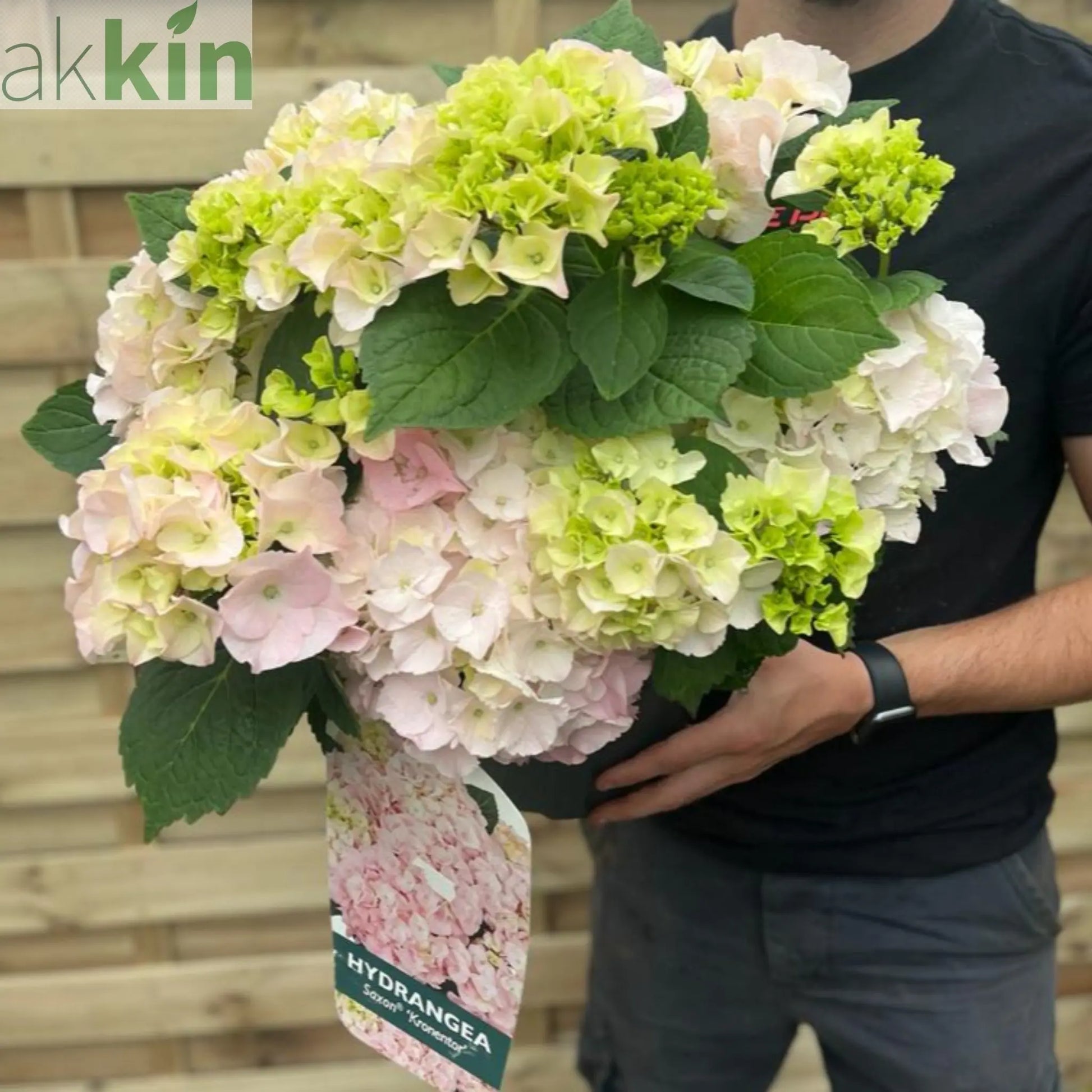 Hydrangea macrophylla 'Kronentor' 5L One Click Plants