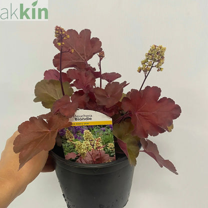Heuchera 'Blondie' 2L One Click Plants
