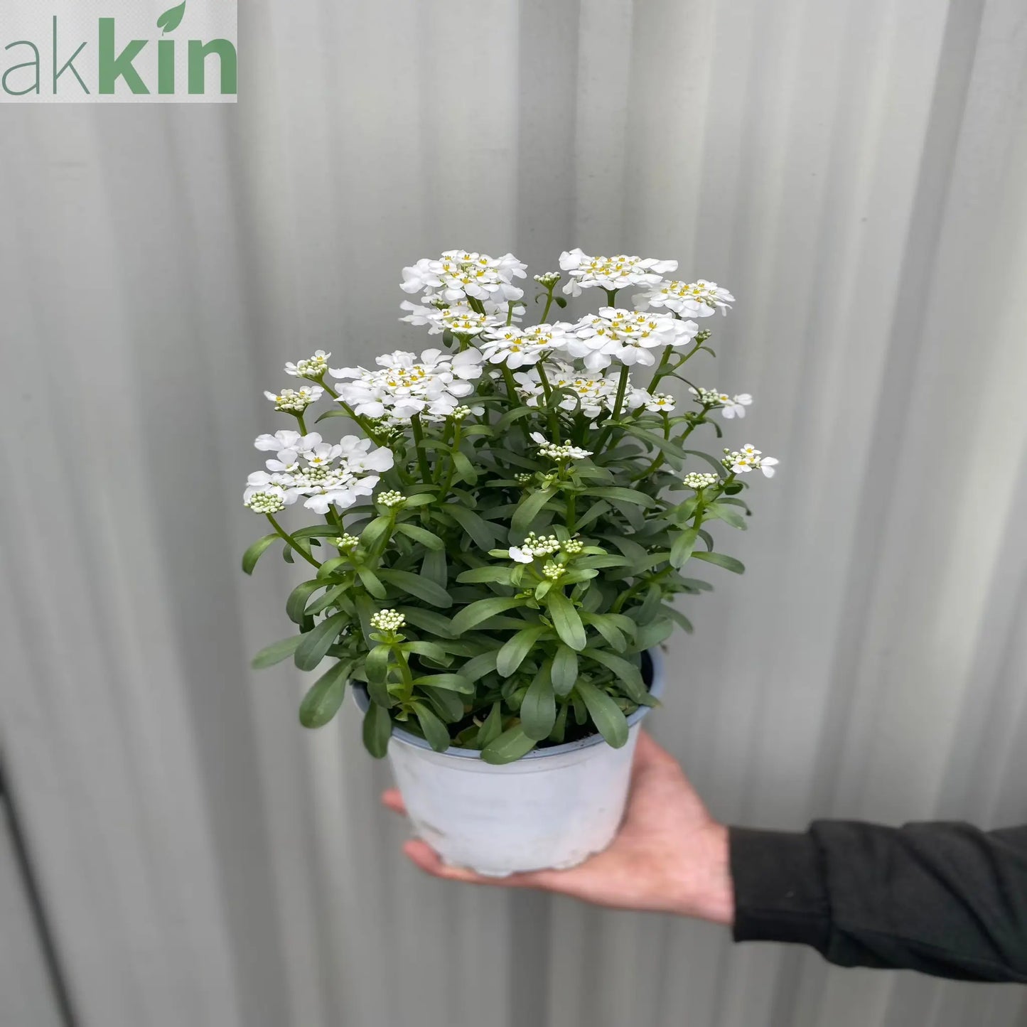 Iberis sempervirens 'Fishbeck' 2L One Click Plants