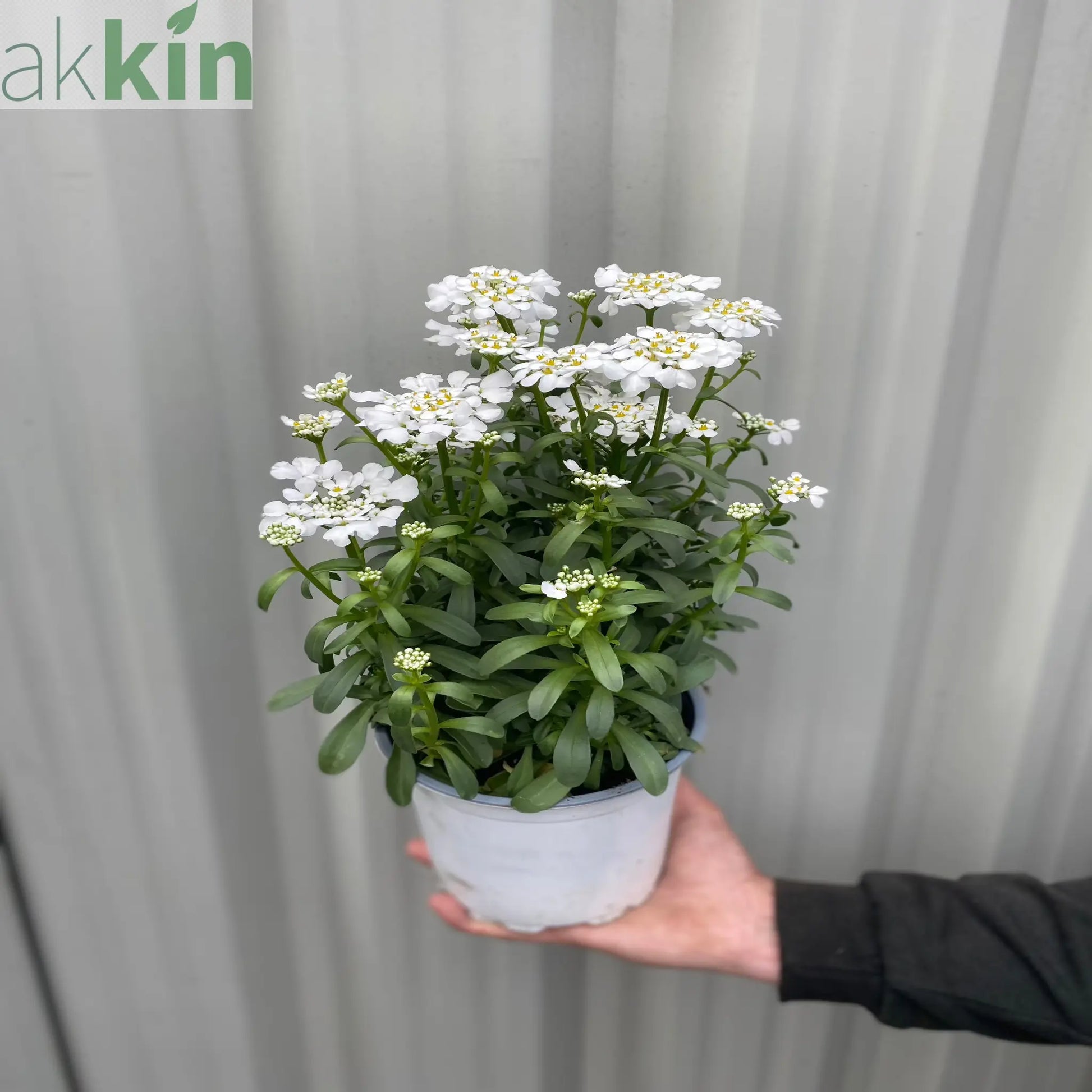 Iberis sempervirens 'Fishbeck' 2L One Click Plants