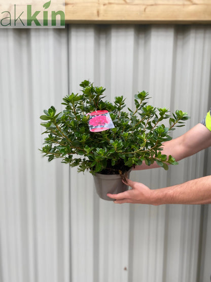Azalea Hino Crimson 1.5L One Click Plants