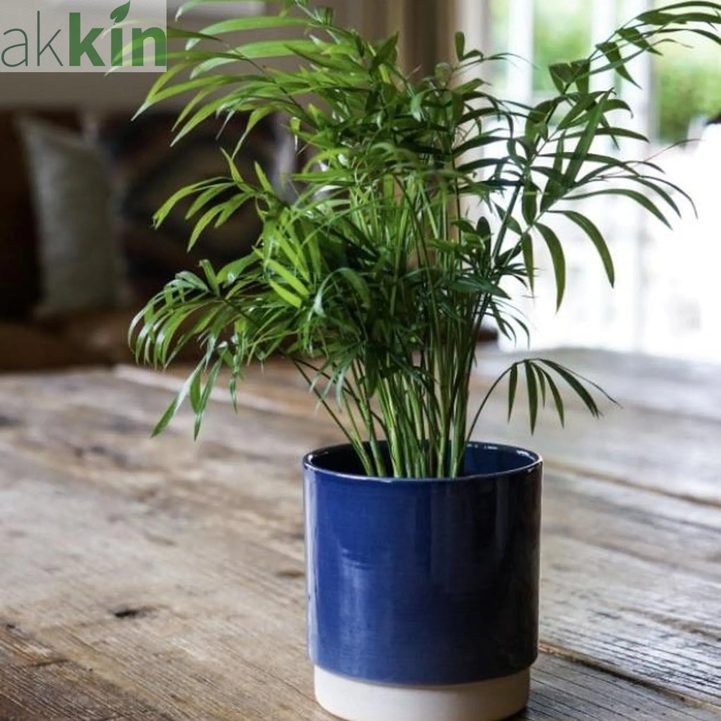 Parlour Palm 40-50cm One Click Plants