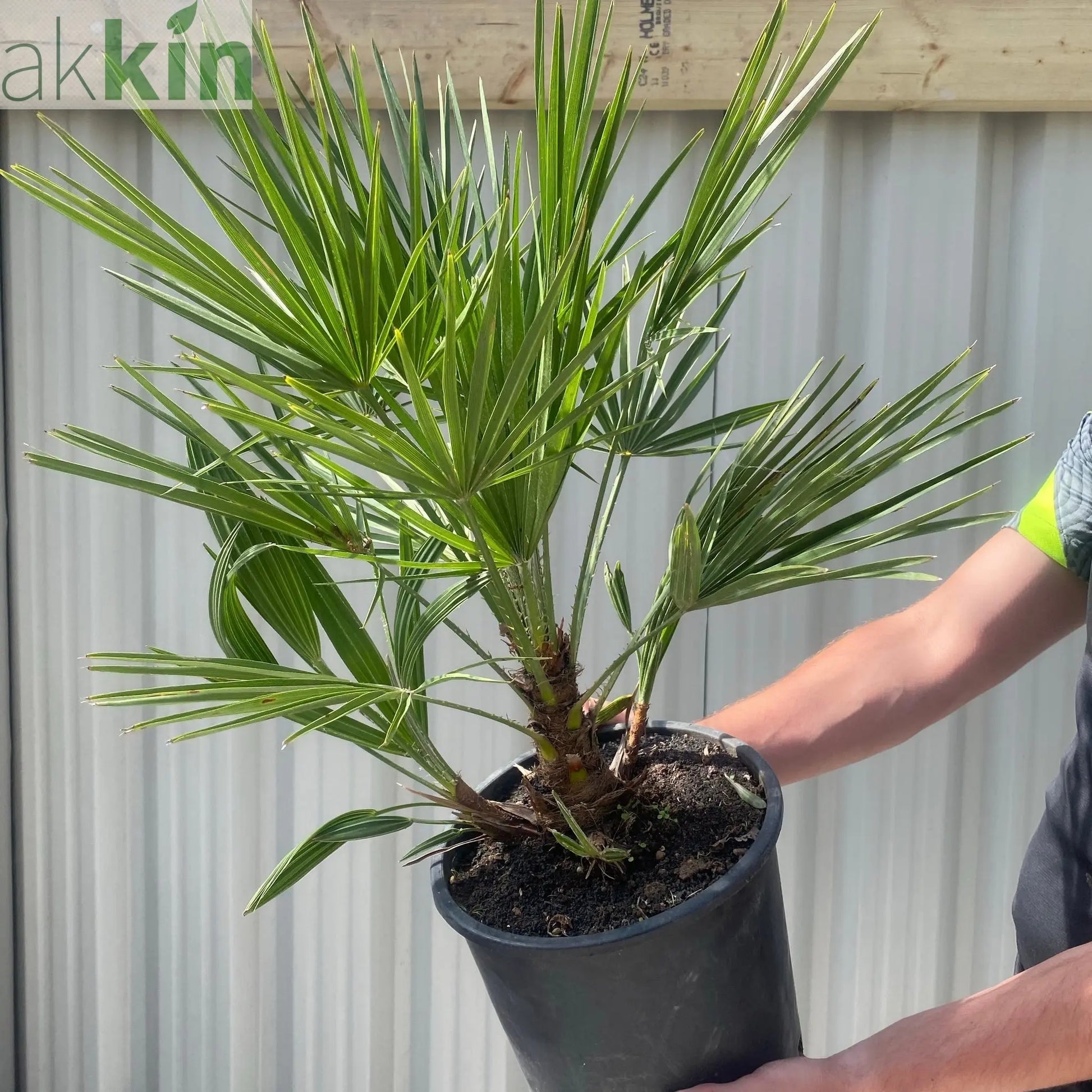 Chamaerops humilis - Hardy Fan Palm (2 Sizes Available) One Click Plants
