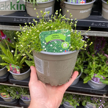 Sagina subulata (Irish Moss) 9cm One Click Plants