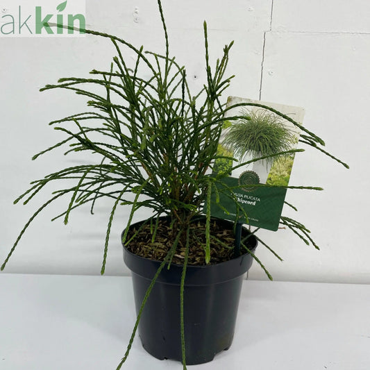 Thuja Plicata 'Whipcord' 2L One Click Plants