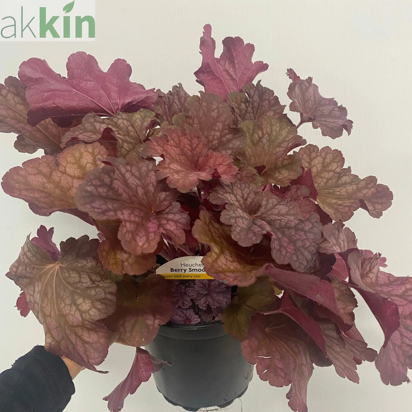 Heuchera 'Berry Smoothie' 2L One Click Plants