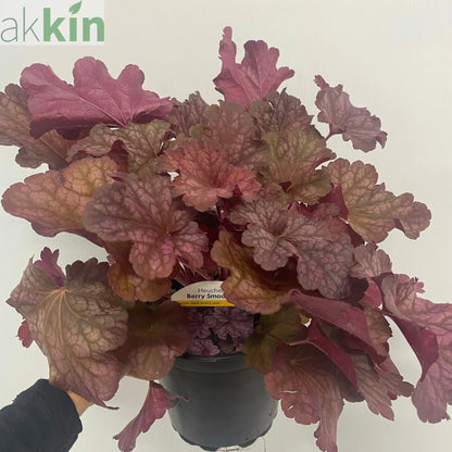 Heuchera 'Berry Smoothie' 2L One Click Plants