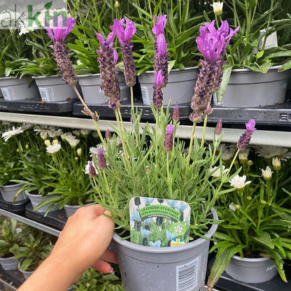 Lavender Stoechas - Javelin Deep Purple 9cm/1.5L/2L One Click Plants