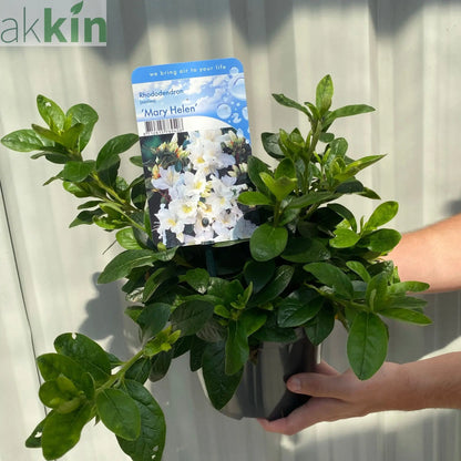 Azalea 'Mary Helen' (White) 3L One Click Plants