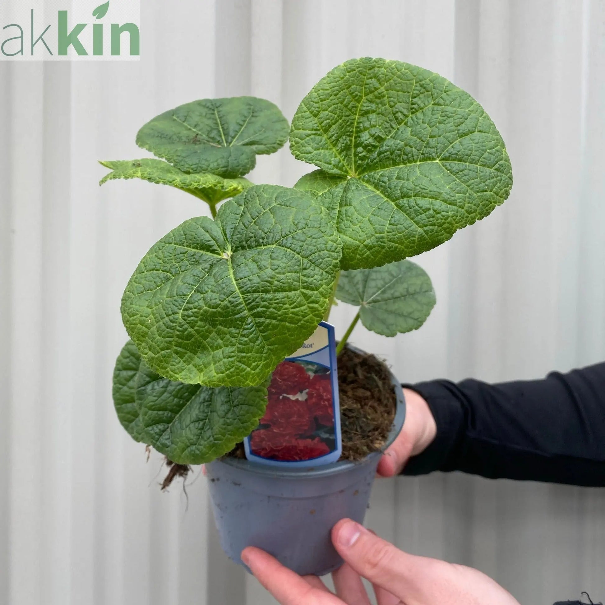 Hollyhock (Alcea) Chater's Red 9cm One Click Plants