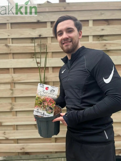 Acer palmatum Oridono-nishiki 3L One Click Plants
