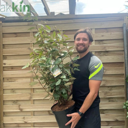 Elaeagnus x ebbingei Compacta (Multibuy Offers Available) One Click Plants