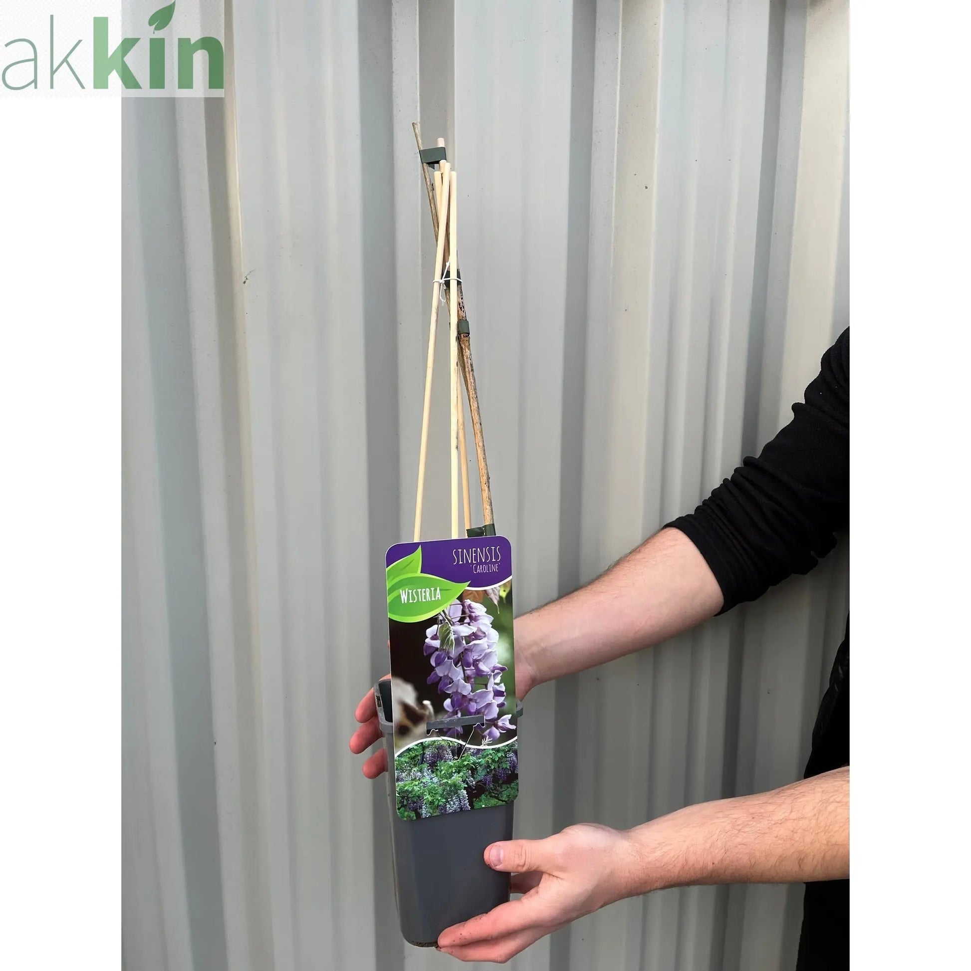 Wisteria sinensis 'Caroline' 60cm One Click Plants